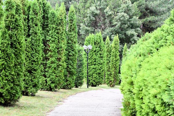 Outdoor Path Construction